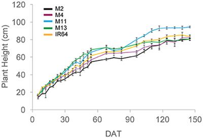 Exploring Relationships between Canopy Architecture, Light Distribution, and Photosynthesis in Contrasting Rice Genotypes Using 3D Canopy Reconstruction